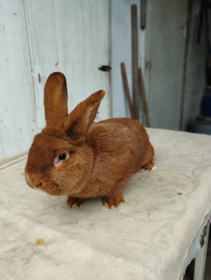 Neozeelandez roșu, masculi  - imagine 3