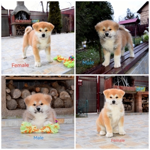 Pui Akita inu, parinti multipli campioni 