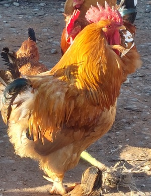 Vand Cocosi si Gaini - imagine 2