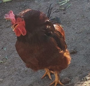 Vand Cocosi si Gaini - imagine 4