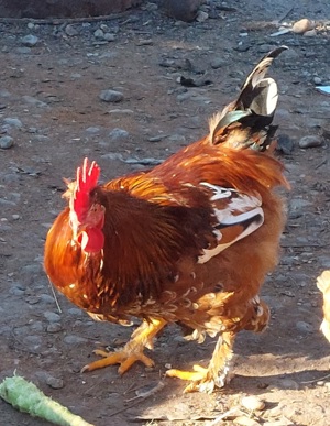 Vand Cocosi si Gaini - imagine 3