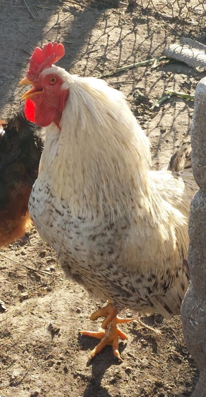 Vand Cocosi si Gaini