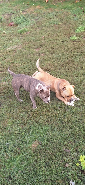 Vand american bully poket  - imagine 3 Vand american bully poket  - imagine 3