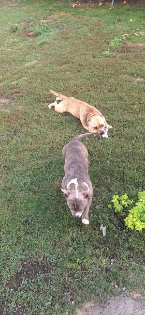 Vand american bully poket