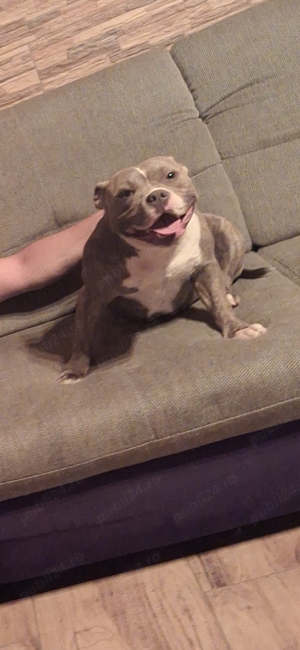 Vand american bully poket  - imagine 5 Vand american bully poket  - imagine 5