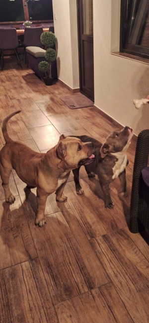 Vand american bully poket  - imagine 2 Vand american bully poket  - imagine 2