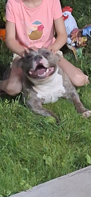 Vand american bully poket  - imagine 4 Vand american bully poket  - imagine 4