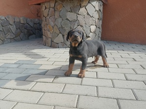 Pui Dobermann pischer - imagine 2