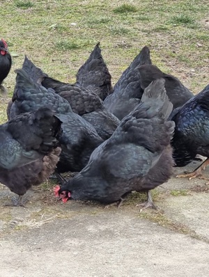 Oua incubat Australorp negru