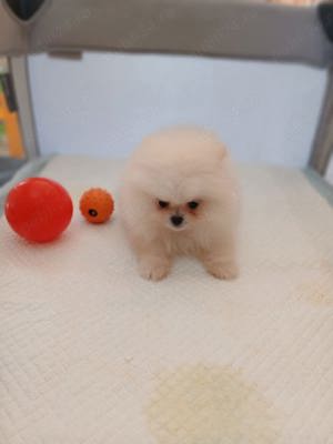 Pomeranian