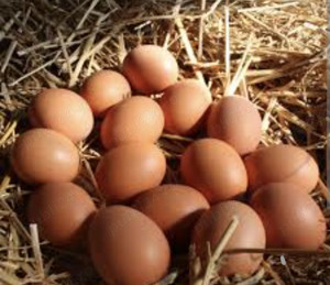Ouă de găină proaspete 