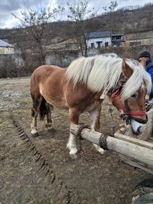 Minz de vinzare cu acte Salva de 2 ani tel  euro - imagine 2