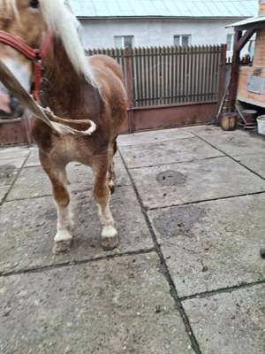 Minz de vinzare cu acte Salva de 2 ani tel  euro