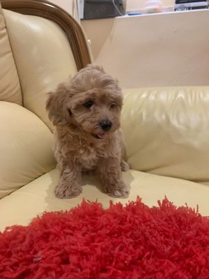 maltipoo fetita