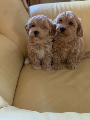 maltipoo fetita - imagine 2