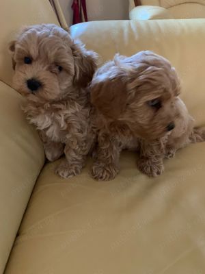 maltipoo fetita - imagine 3