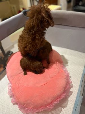 pudel mini toy - imagine 2