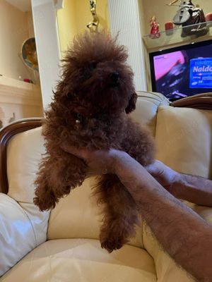 pudel mini toy - imagine 3