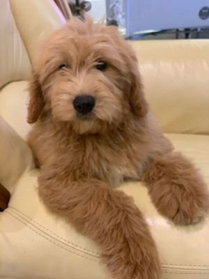 Goldendoodle - imagine 3