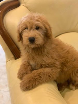 Goldendoodle - imagine 2