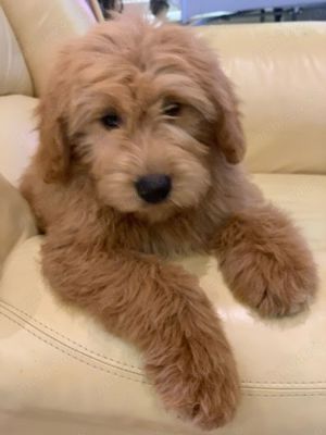 Goldendoodle