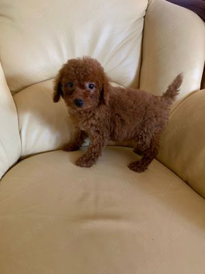 Pudel toy - imagine 2 Pudel toy - imagine 2