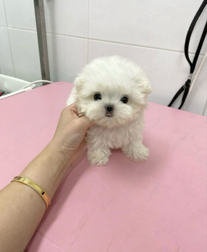 Bichon Maltez Mini Toy  - imagine 2