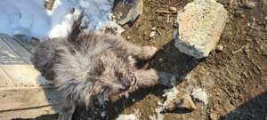 Donez catei de oi - imagine 2 Donez catei de oi - imagine 2