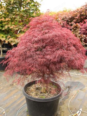 Plante ornamentale  - imagine 3