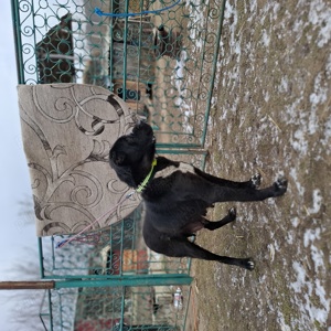 Femelă Ciobanesc de Asia Centrală 