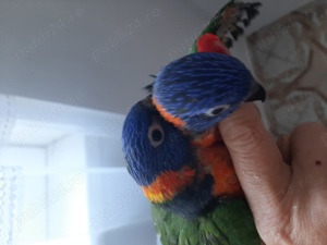 Papagali Lory puiuți blânzi 