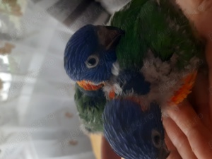 Papagali Lory puiuți blânzi  - imagine 2