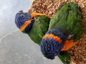 Papagali Lory puiuți blânzi  - imagine 3