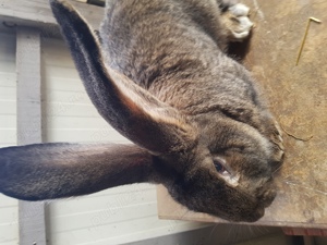 vand iepuri fluture si urias german