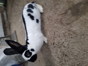 vand iepuri fluture si urias german - imagine 3