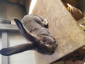 vand iepuri fluture si urias german - imagine 4