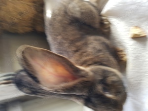 vand iepuri fluture si urias german - imagine 2