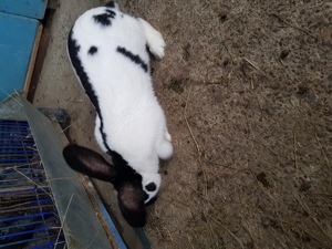 vand iepuri fluture si urias german - imagine 5