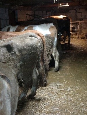 Vând vaci cu lapte și viței, porci