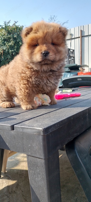 Chow chow băiat  rasa pura 