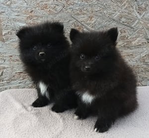Asigur transport !!! Pui Pomeranian Negru lucios deosebit de eleganti !!!