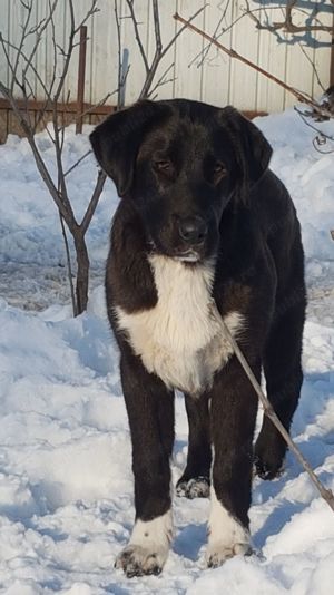 Catel,femela Ciobanesc de Asia Centrala,Alabai,Cao,pui,catei