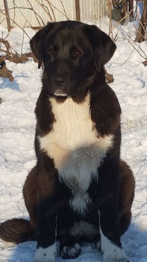 Catel-femela Ciobanesc de Asia Centrala,Alabai,pui,Cao