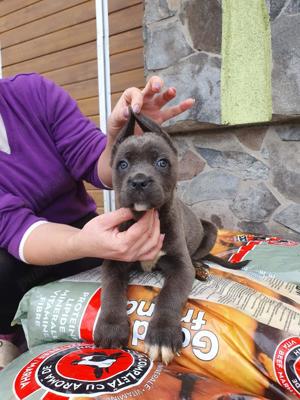 cane corso de vânzare - imagine 4