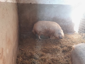 vând mangalița  - imagine 3