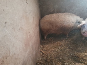 vând mangalița  - imagine 4