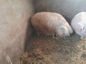 vând mangalița  - imagine 2