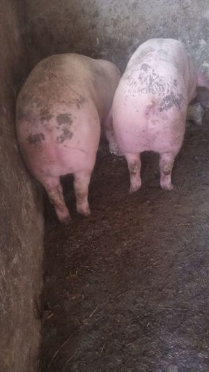 Vând porci 50-140kg rasă landras cu pic  - imagine 2