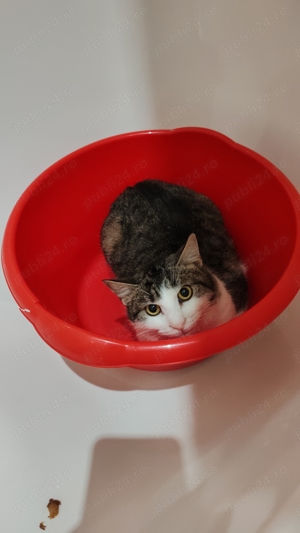 Adopție Motan (Toby) 