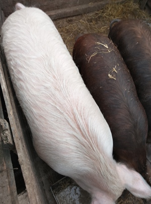 Porc sacrificare urgent